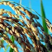 Manufacturers Exporters and Wholesale Suppliers of Rice Brain Patiala Punjab
